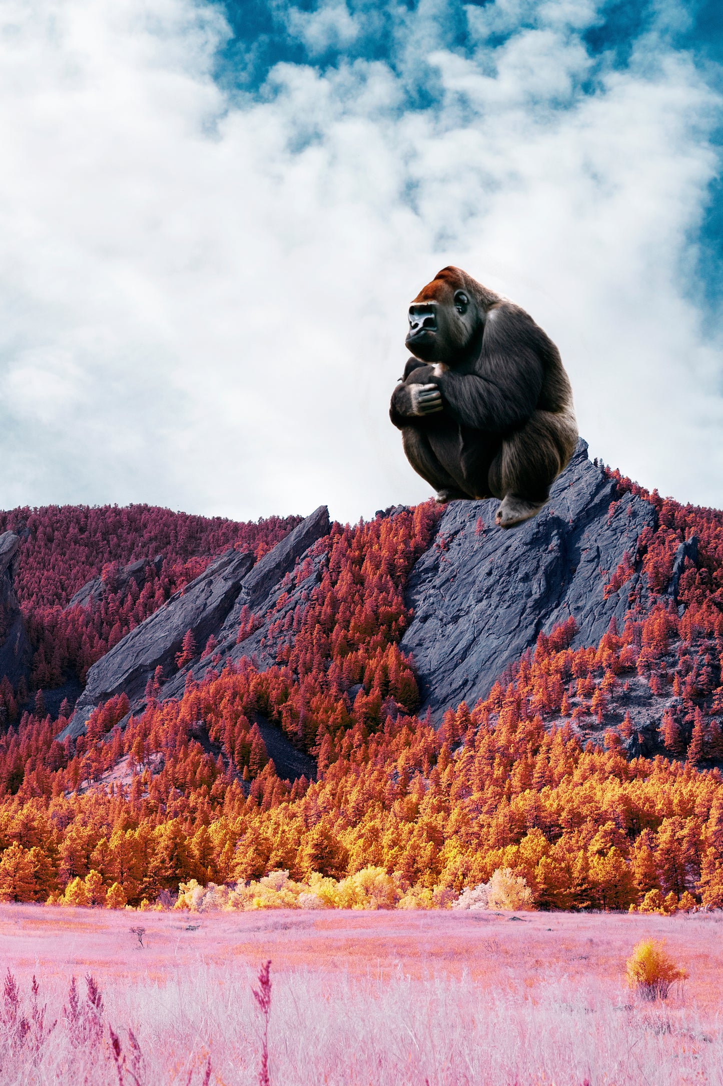 Edition 1 Ape